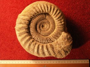640px-Ammonit_aus_dem_oberen_Callovium_des_Klettgau