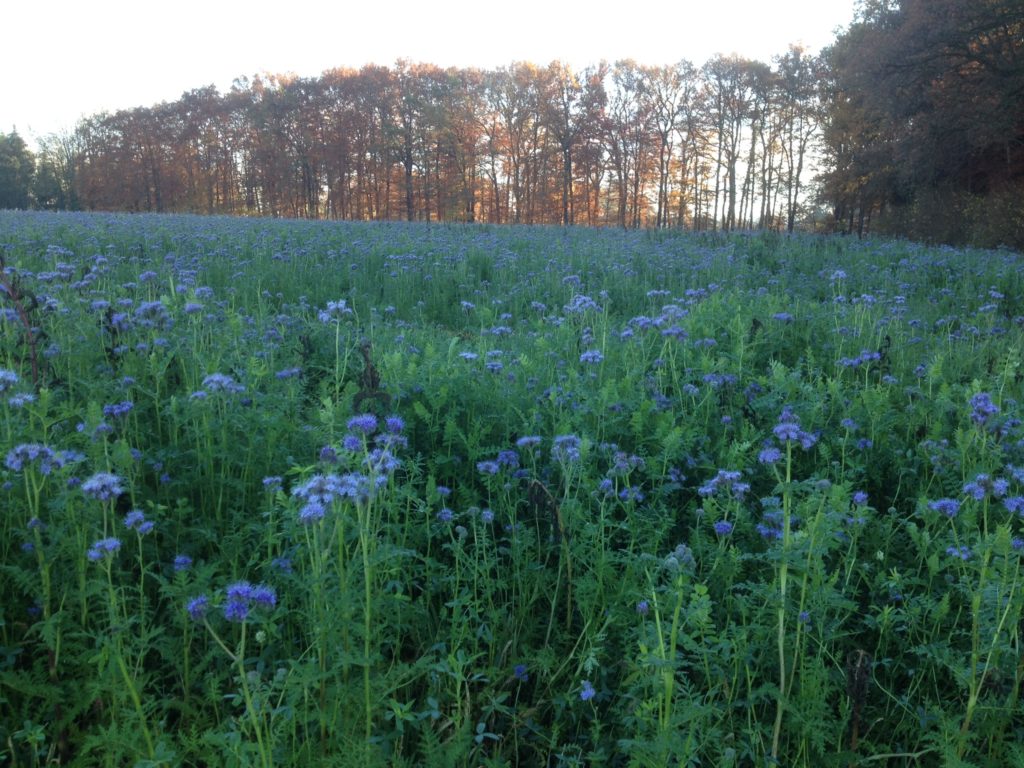 Herbstlandschaft